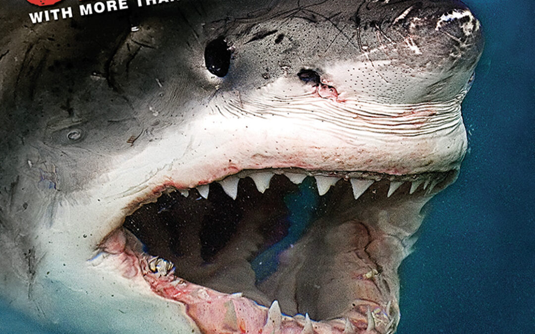 Discovery Sharkopedia